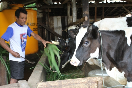 Budidaya Sapi Perah - Kecamatan Purwosari